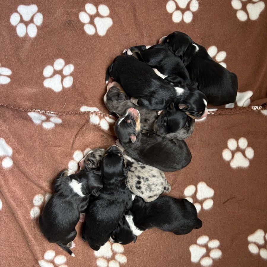 ASCA Standard Australian Shepherd (Aussies) Pups