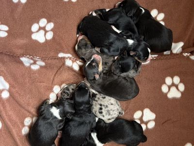 ASCA Standard Australian Shepherd (Aussies) Pups