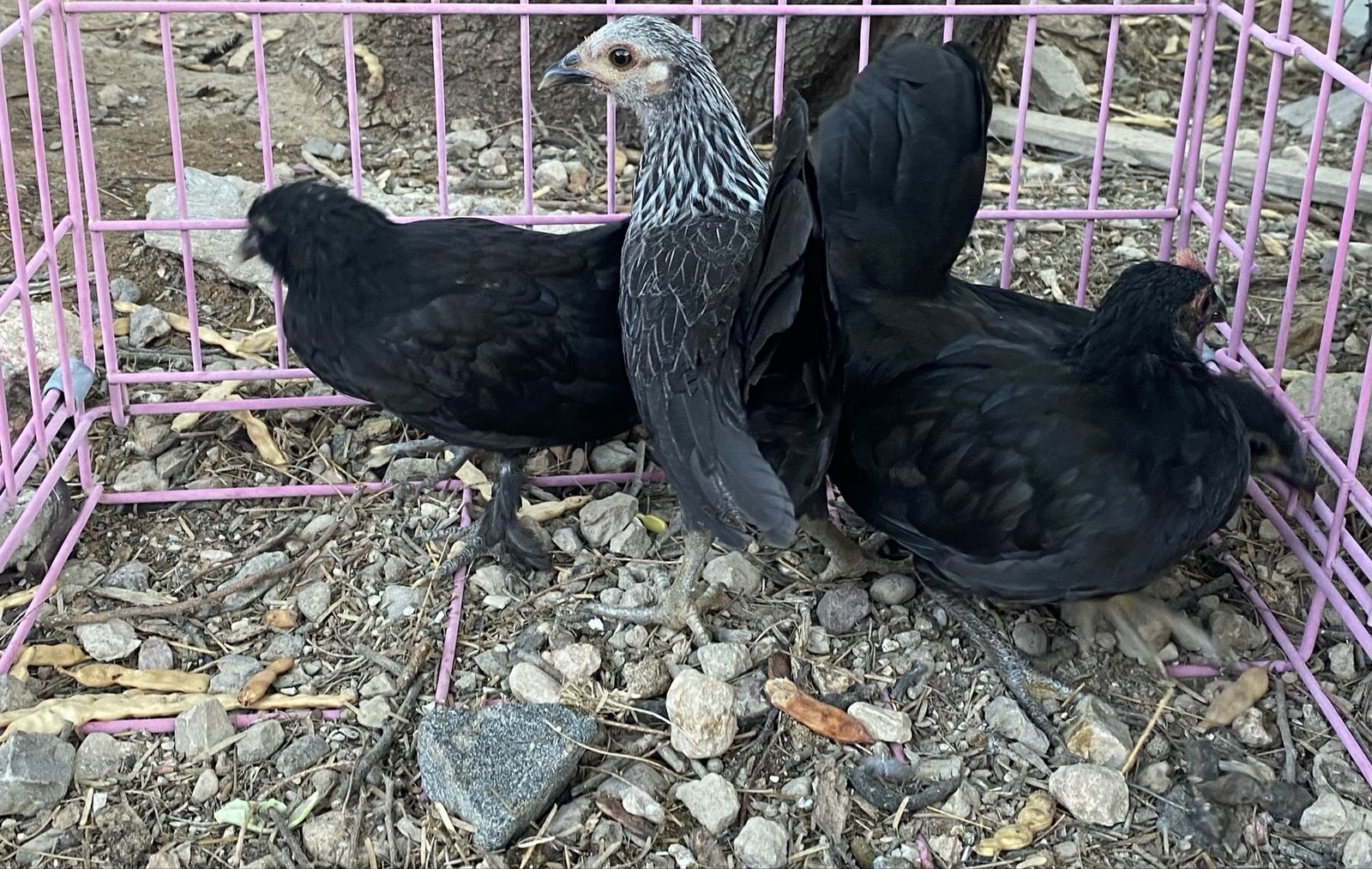 Flock Of Six  - Japanese bantam x Millie flur uccle