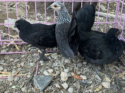 Flock Of Six - Japanese bantam x Millie flur uccle