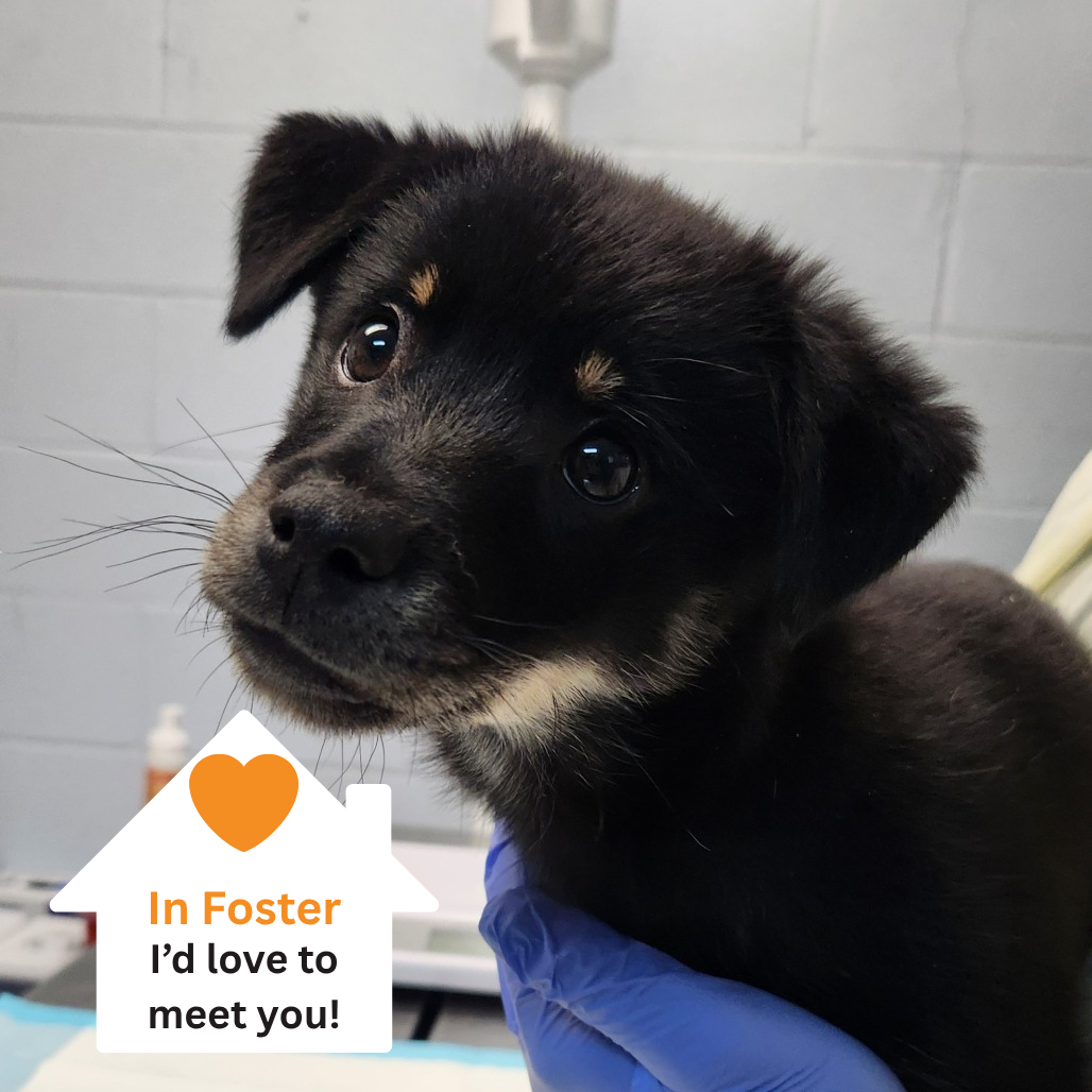 Hello my name is Peppermint Butler