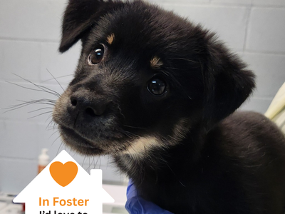 Hello my name is Peppermint Butler