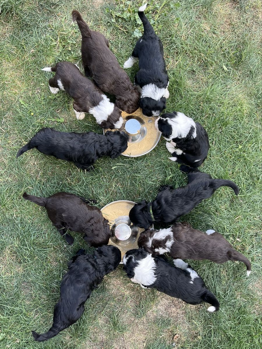 Champion Portuguese Water Dog Puppy (wavy coat, hypoallergenic/non-shedding) Grand champion + AKC title lines