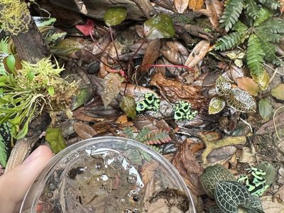 Dart frog tadpoles