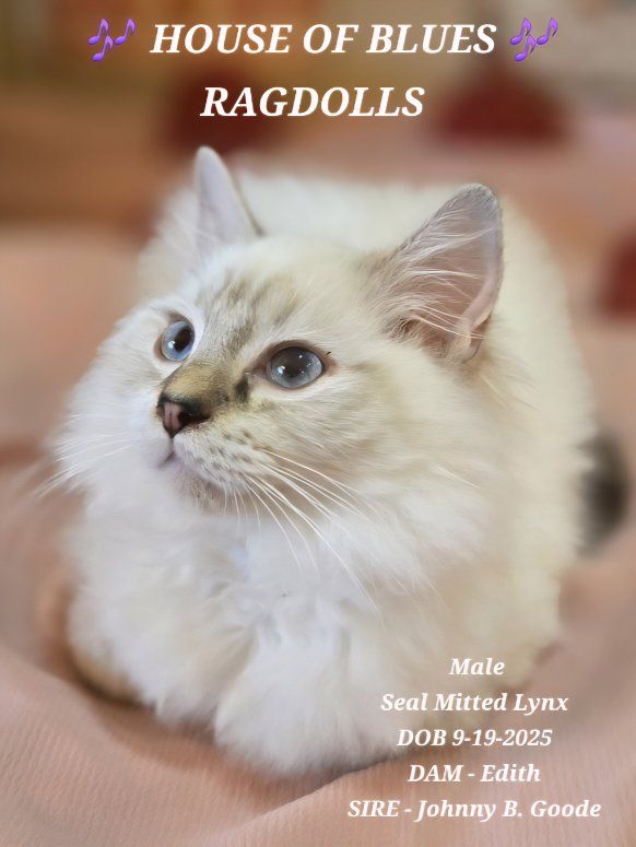 TICA Registered RAGDOLL Older Kitten PURBRED