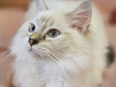 TICA Registered RAGDOLL Older Kitten PURBRED