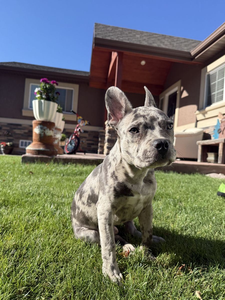 Merle French Bulldog Puppy