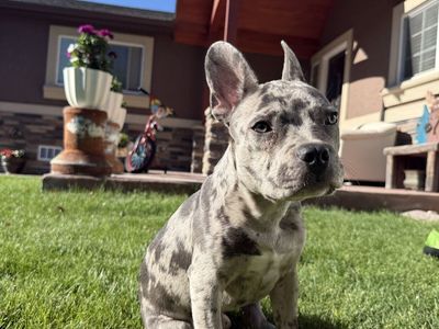 Merle French Bulldog Puppy