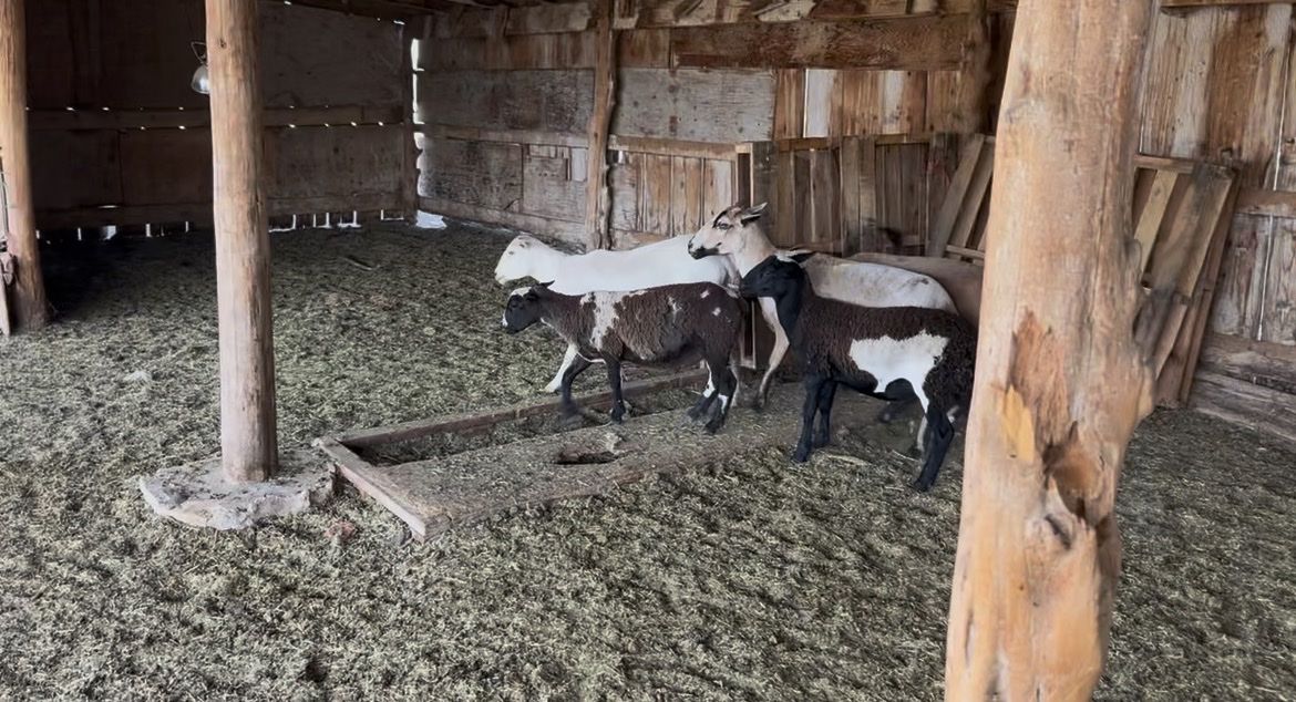 Dorper Cross Hair Sheep Wethers
