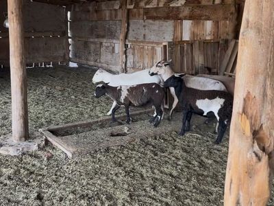 Dorper Cross Hair Sheep Wethers