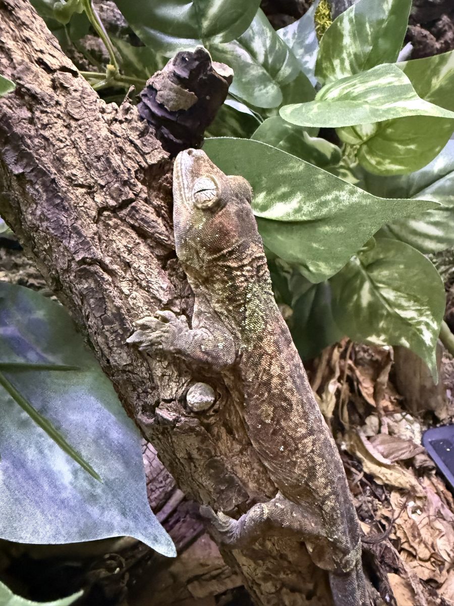 Pine Island Chahoua Gecko- Proven Adult Male