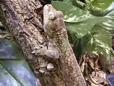 Pine Island Chahoua Gecko- Proven Adult Male