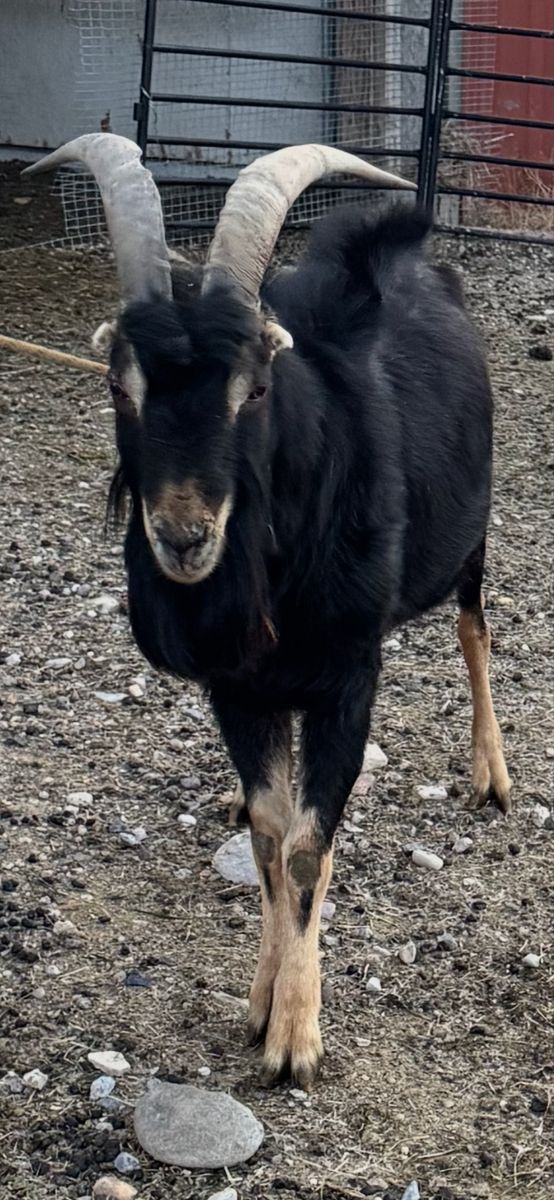 Lamancha buck OBO