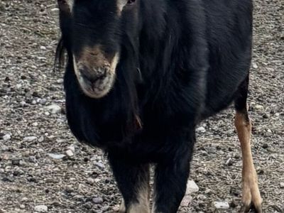 Lamancha buck OBO
