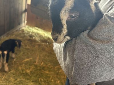 Feeding Battle La Mancha Male