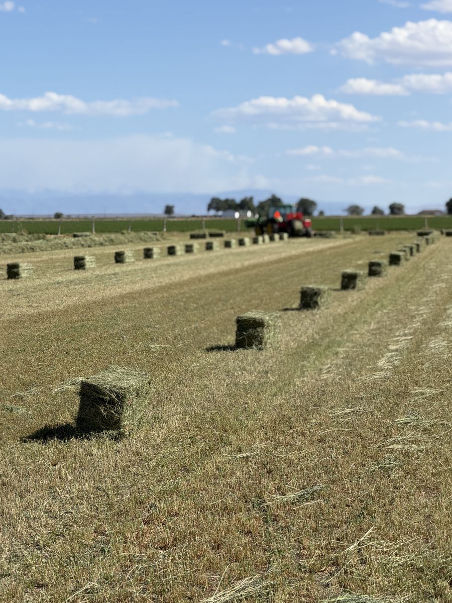 Alfalfa hay