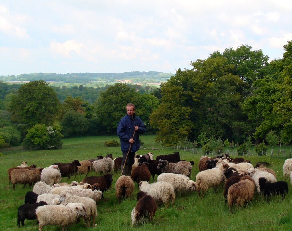 ISO Katahdin And Or Romanov Ewe Sheep
