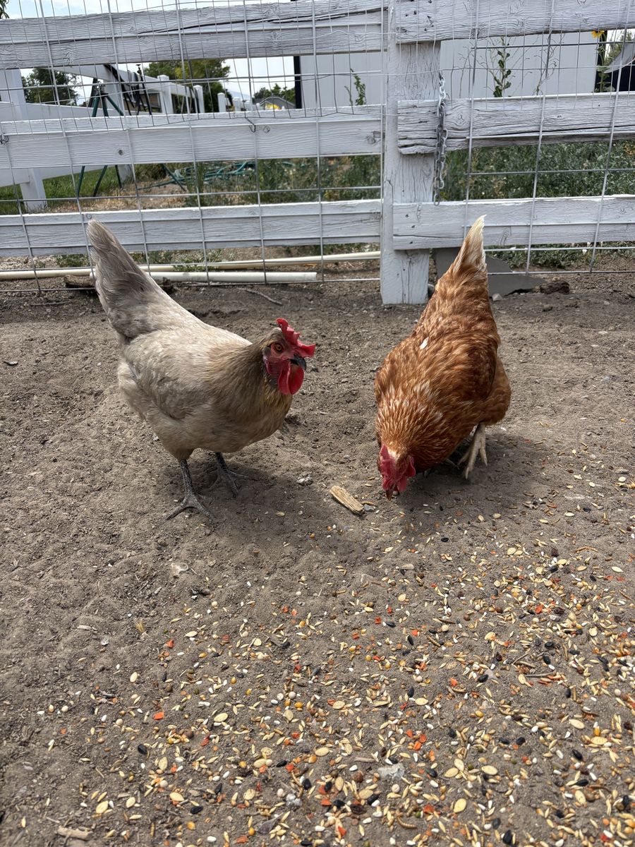 3 Laying Hens - 1.5 Years Old, Lay 2 Eggs/Day
