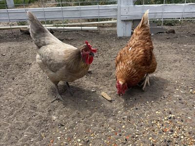 3 Laying Hens - 1.5 Years Old, Lay 2 Eggs/Day