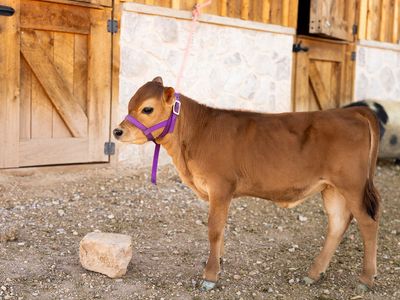 HFF ClaraBelle – Mini/Midsize Jersey Heifer calf
