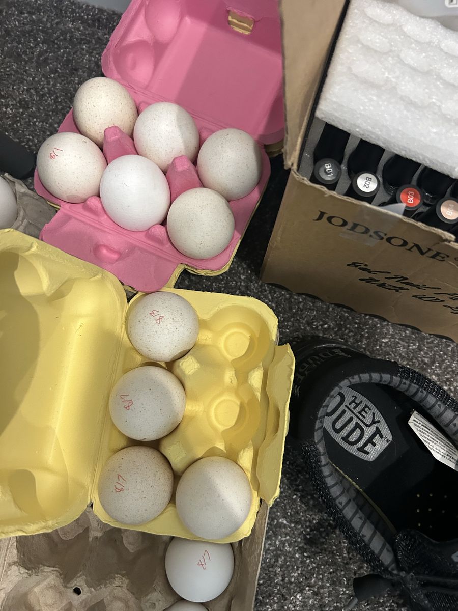 Narragansett turkey hatching eggs