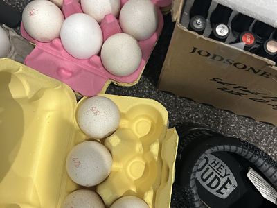 Narragansett turkey hatching eggs