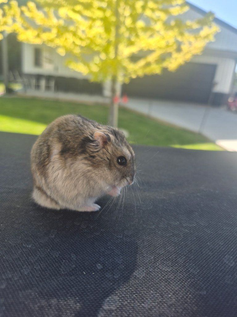 Adorable Dwarf Hamster and Syrian Hamster with Their Own Cages and Accessories - $50 each