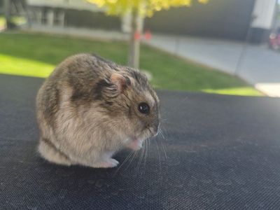 Adorable Dwarf Hamster and Syrian Hamster with Their Own Cages and Accessories - $50 each