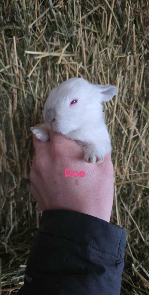 meat breed bunny litters