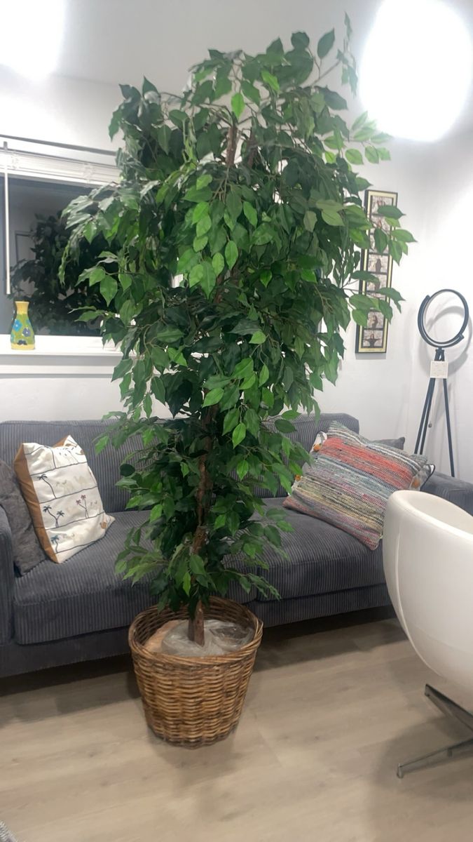 8 Ft Artificial Ficus Tree with Woven Basket Planter – Extra Large Statement Piece