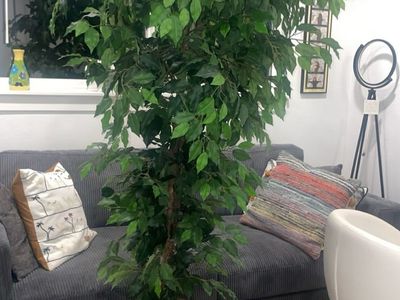 8 Ft Artificial Ficus Tree with Woven Basket Planter – Extra Large Statement Piece