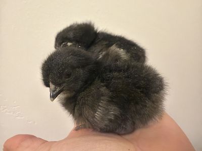 Midnight olive eggers and Prarie bluebell