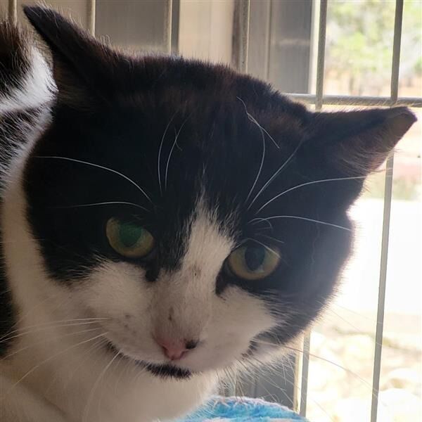 Hello my name is Jaffacake