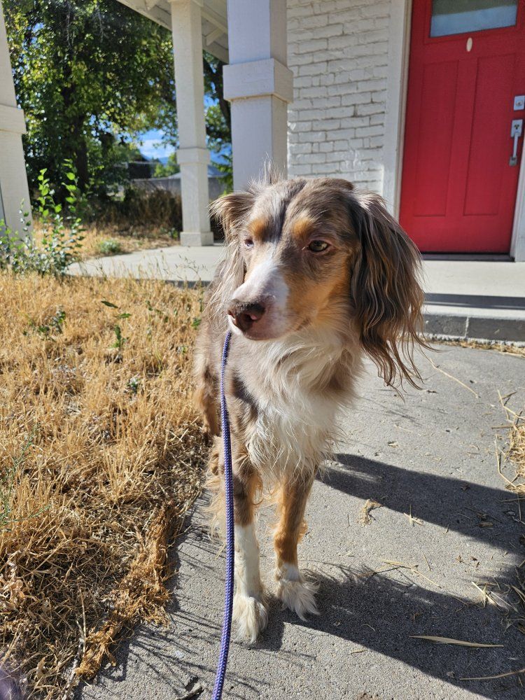 Rehome Mini Aussie female 7 years old