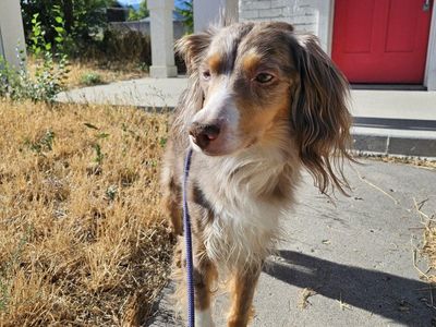 Rehome Mini Aussie female 7 years old