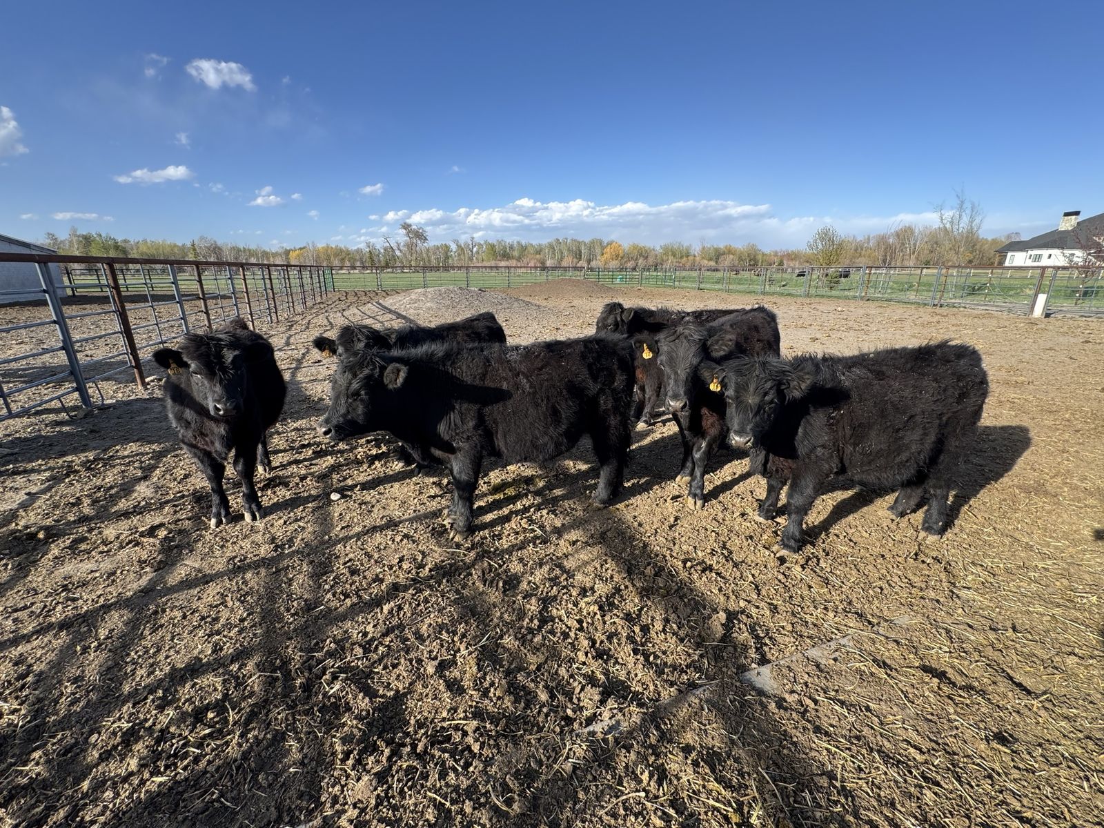 Calves - Streers - Heifers