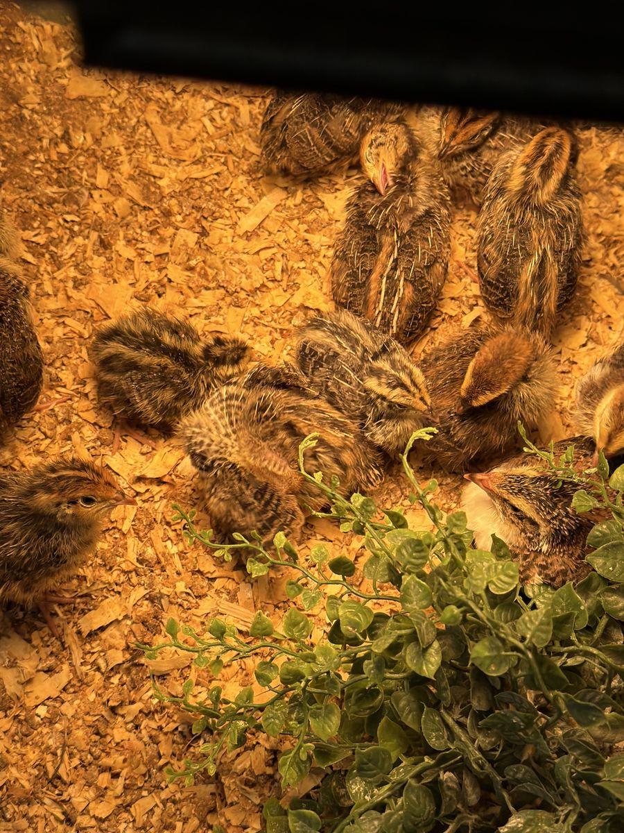 (29) 2-3 Week-Old Coturnix & Jumbo Quail Chicks for Sale - Must Go!