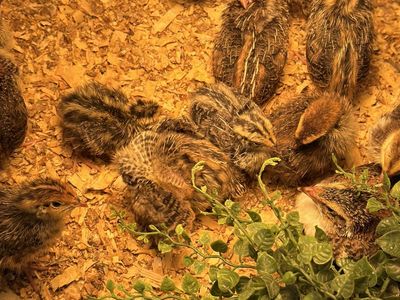 (29) 2-3 Week-Old Coturnix & Jumbo Quail Chicks for Sale - Must Go!