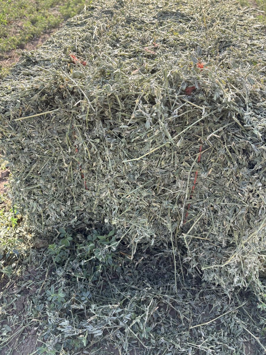Main image 4