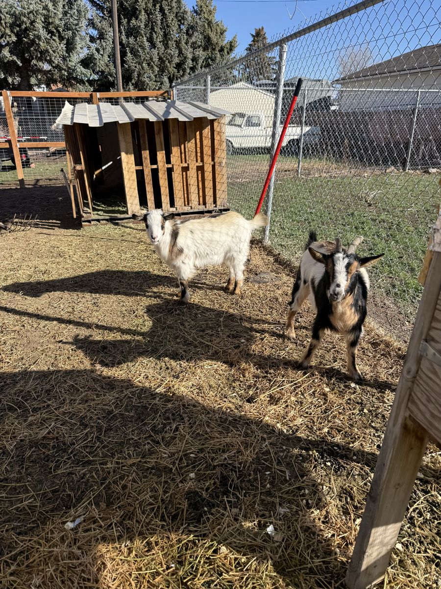Nigerian Dwarf Goats for sale.