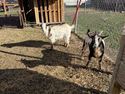 Nigerian Dwarf Goats for sale.