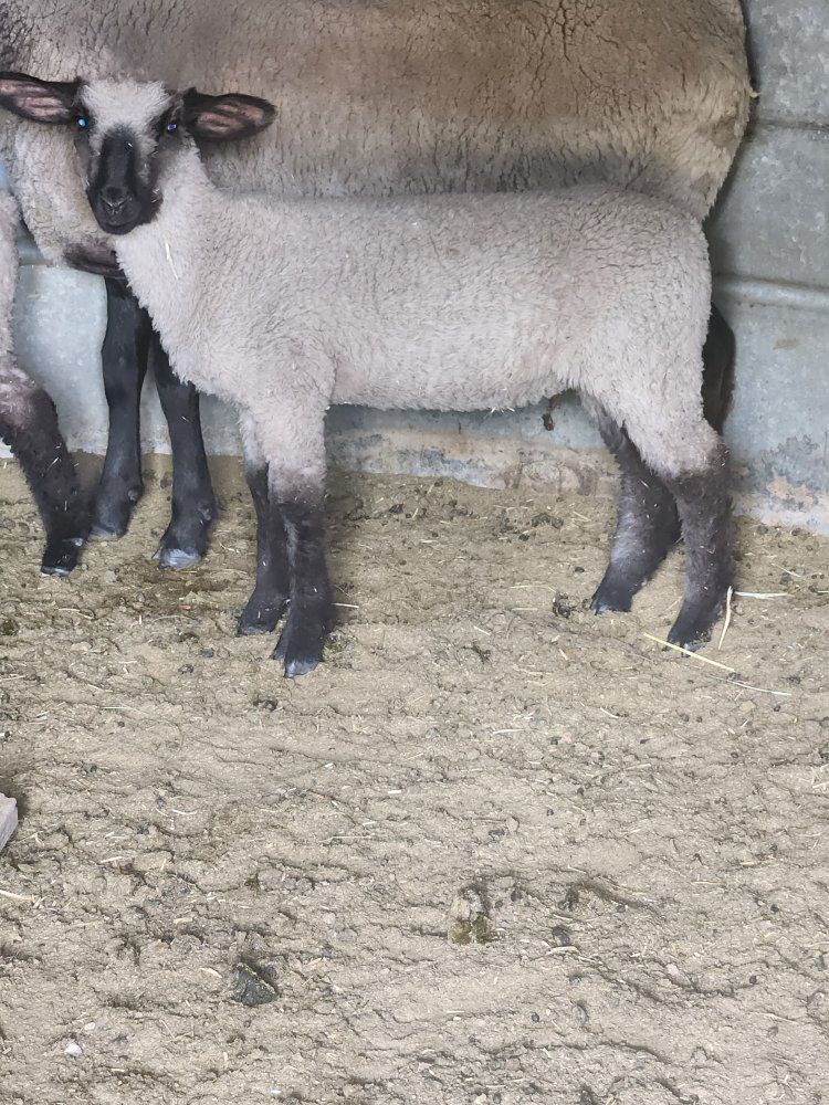 Club Lamb Ram