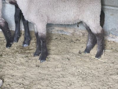Club Lamb Ram