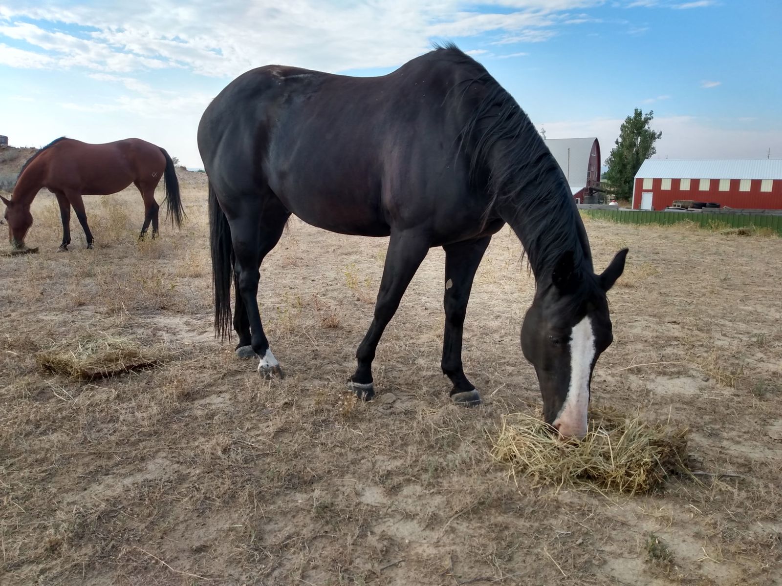 Flashy Black Gelding