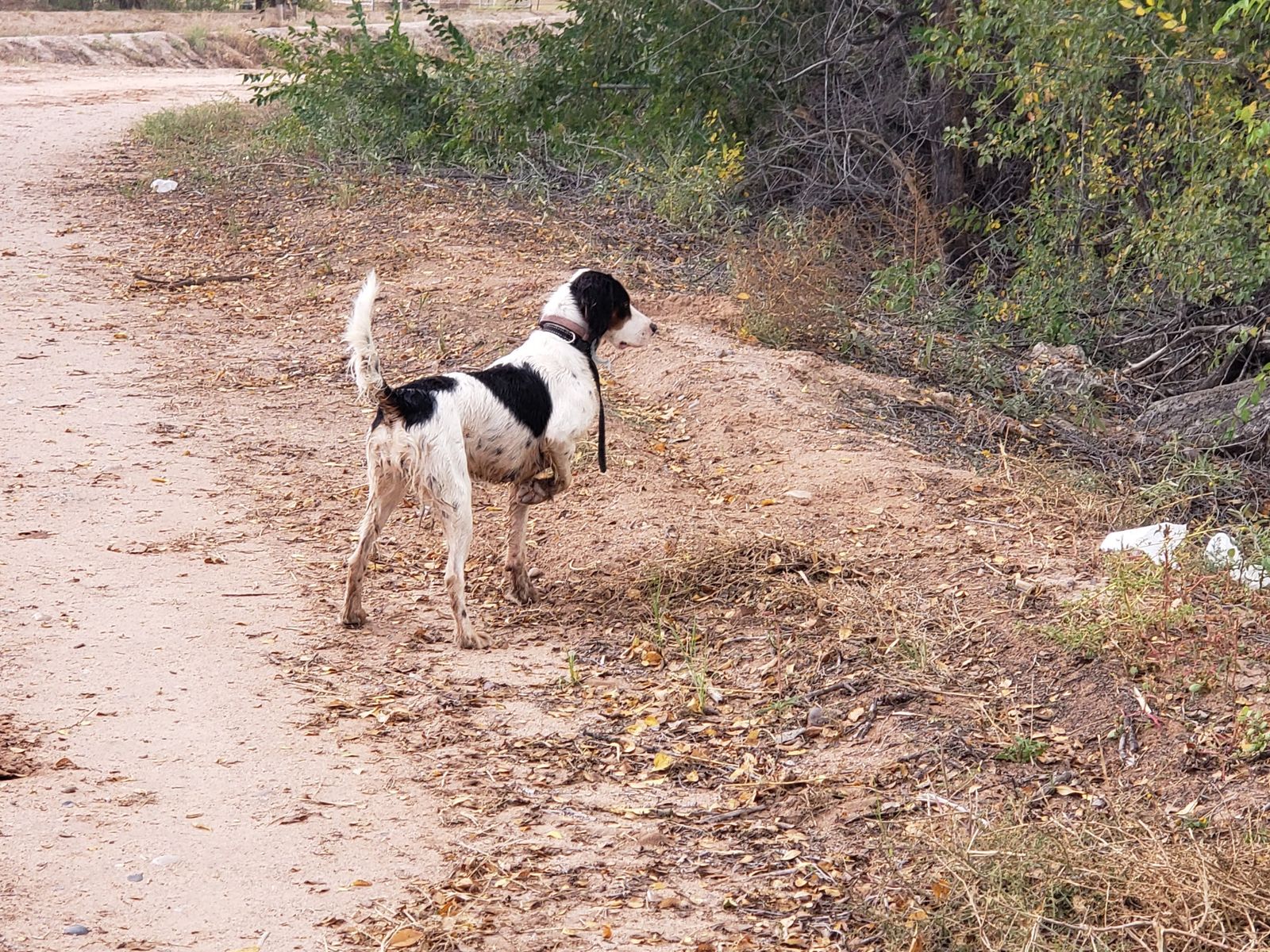 English Setter Puppies – Out of Proven Hunting Parents – Utah Valley Delivery Aug 22