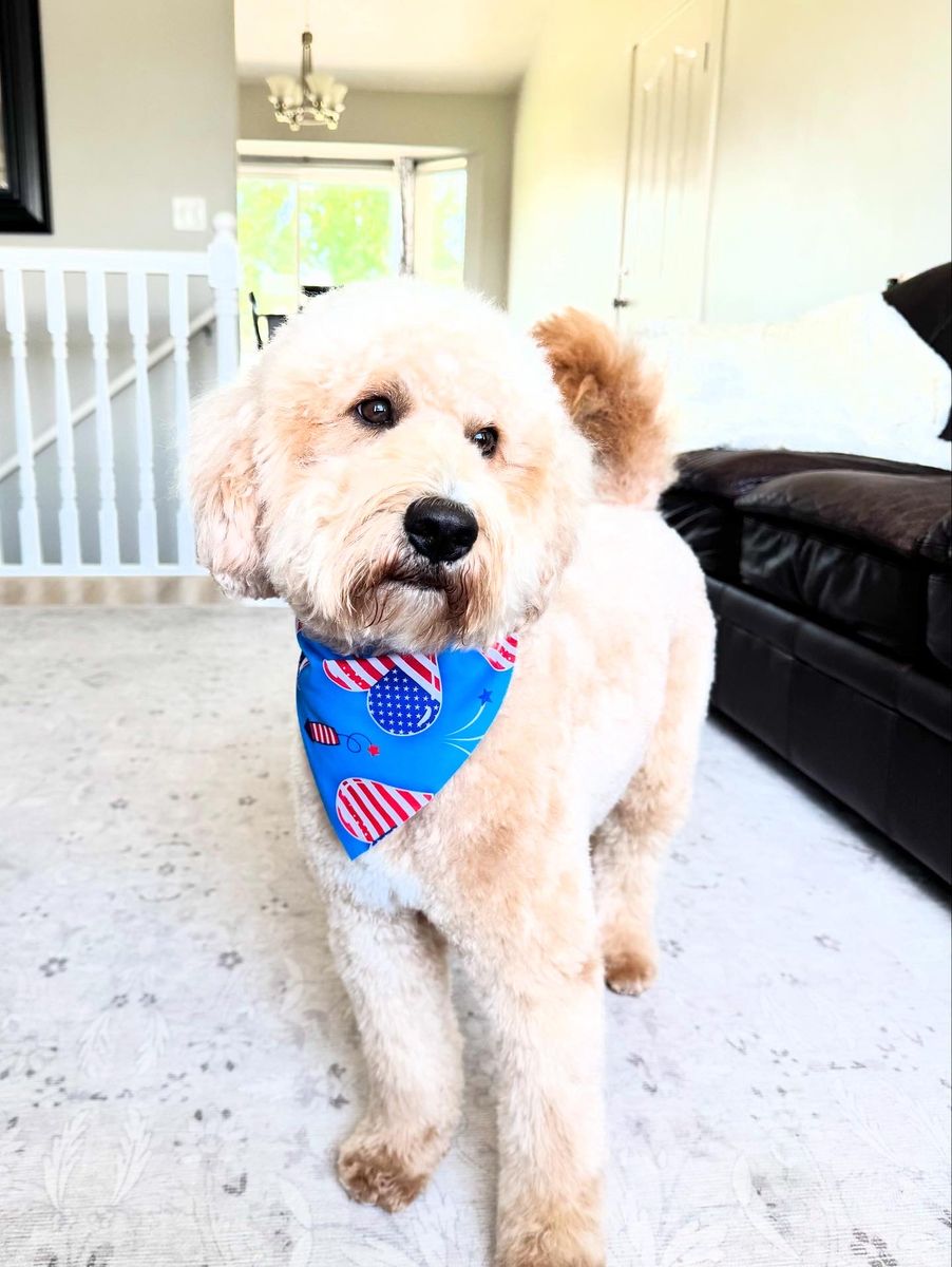 Mini Goldendoodle Stud