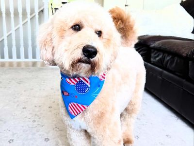 Mini Goldendoodle Stud