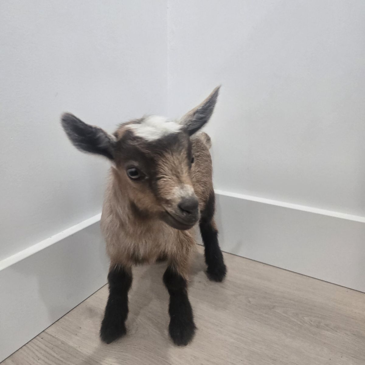 Nigerian Dwarf Goat Buckling – Ready July 30th