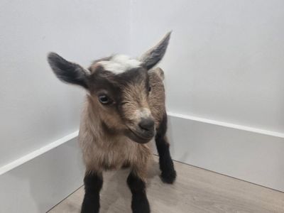Nigerian Dwarf Goat Buckling – Ready July 30th