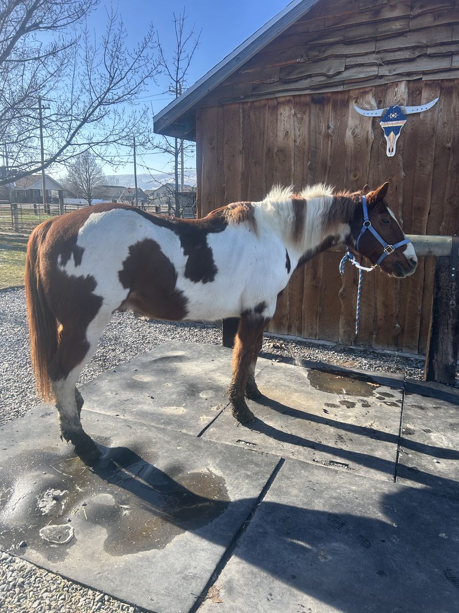 Pasture Pet/Companion